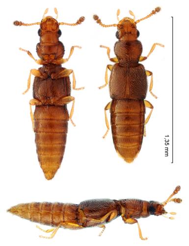 Edaphus lederi